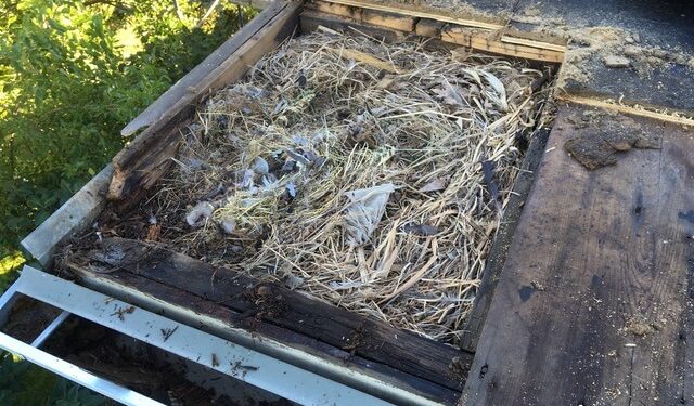 Birds nest in roof